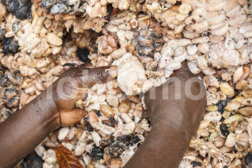 Fermentieren von Kakaobohnen (Ghana, ABOCFA) - lobOlmo Fair-Trade-Fotoarchiv