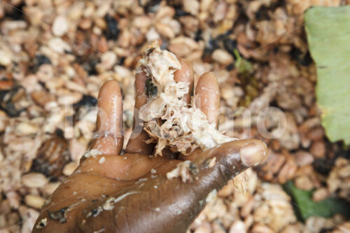 Fermentieren von Kakaobohnen (Ghana, ABOCFA) - lobOlmo Fair-Trade-Fotoarchiv