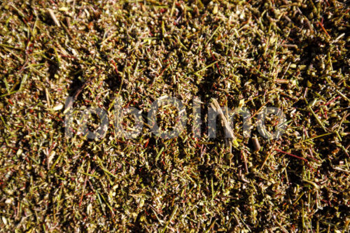 Fermentieren von Rooibos (Südafrika, Heiveld) - lobOlmo Fair-Trade-Fotoarchiv