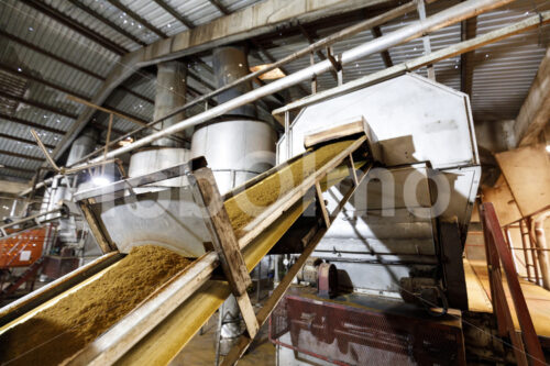 Fermentieren zerkleinerter  Teeblätter (Tansania, RBTC-JE/WATCO) - lobOlmo Fair-Trade-Fotoarchiv