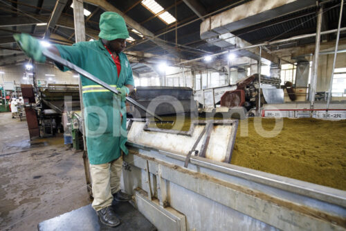 Fermentieren zerkleinerter  Teeblätter (Tansania, RBTC-JE/WATCO) - lobOlmo Fair-Trade-Fotoarchiv