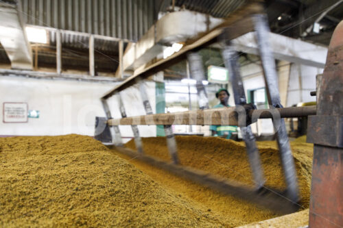 Fermentieren zerkleinerter  Teeblätter (Tansania, RBTC-JE/WATCO) - lobOlmo Fair-Trade-Fotoarchiv
