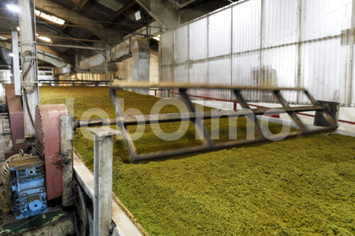 Fermentieren zerkleinerter  Teeblätter (Tansania, RBTC-JE/WATCO) - lobOlmo Fair-Trade-Fotoarchiv