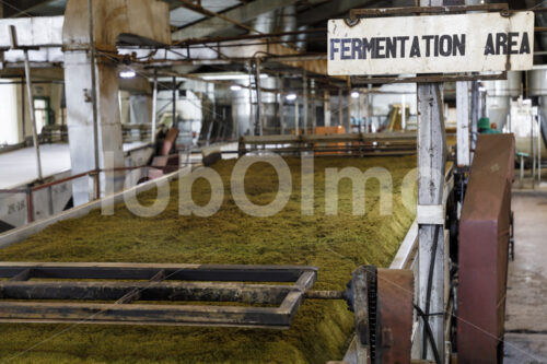 Fermentieren zerkleinerter  Teeblätter (Tansania, RBTC-JE/WATCO) - lobOlmo Fair-Trade-Fotoarchiv
