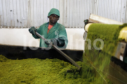 Fermentieren zerkleinerter  Teeblätter (Tansania, RBTC-JE/WATCO) - lobOlmo Fair-Trade-Fotoarchiv