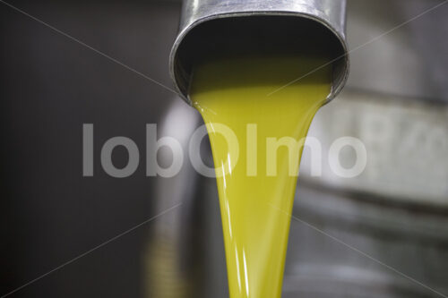 Frisch gepresstes Olivenöl (Palästina, CANAAN) - lobOlmo Fair-Trade-Fotoarchiv
