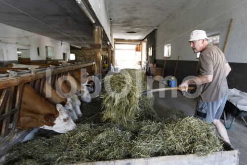 Füttern von Milchkühen (Deutschland, Molkerei BGD) - lobOlmo Fair-Trade-Fotoarchiv