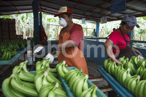 Fungizidbehandlung geernteter Bananen (Ecuador, UROCAL) - lobOlmo Fair-Trade-Fotoarchiv