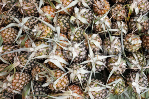 Geerntete Ananas (Tansania, Matunda Mema) - lobOlmo Fair-Trade-Fotoarchiv