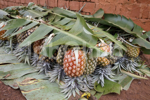 Geerntete Ananas (Tansania, Matunda Mema) - lobOlmo Fair-Trade-Fotoarchiv