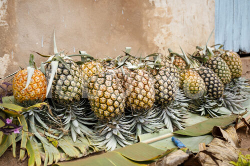 Geerntete Ananas (Tansania, Matunda Mema) - lobOlmo Fair-Trade-Fotoarchiv