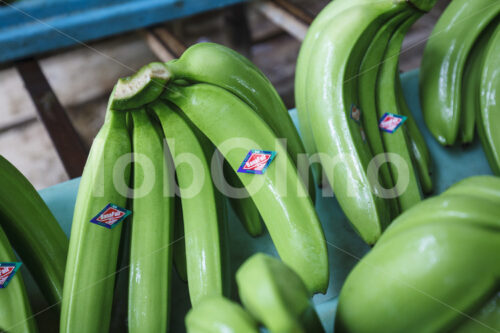 Geerntete Bananen (Ecuador, UROCAL) - lobOlmo Fair-Trade-Fotoarchiv