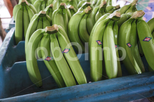 Geerntete Bananen (Ecuador, UROCAL) - lobOlmo Fair-Trade-Fotoarchiv