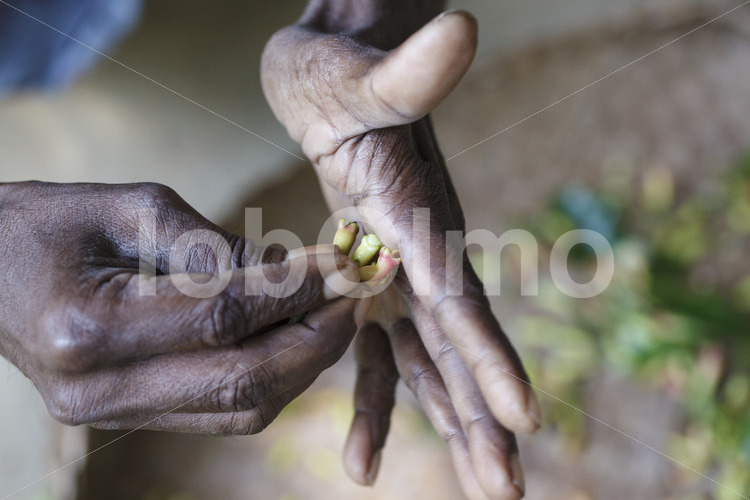 Geerntete Gewürznelken (Sri Lanka, PODIE) - lobOlmo Fair-Trade-Fotoarchiv