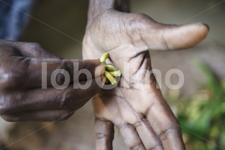 Geerntete Gewürznelken (Sri Lanka, PODIE) - lobOlmo Fair-Trade-Fotoarchiv