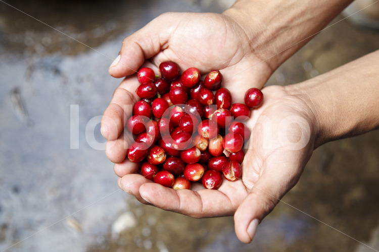 Geerntete Kaffeekirschen (Guatemala, GUAYA’B) - lobOlmo Fair-Trade-Fotoarchiv