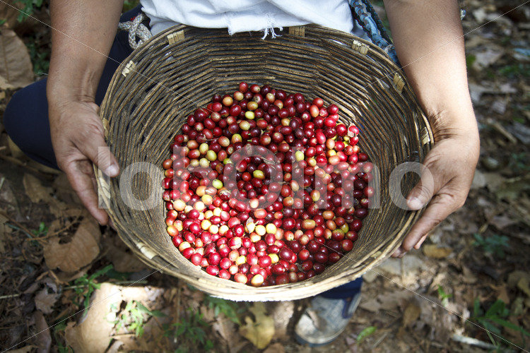 Geerntete Kaffeekirschen (Mexiko, UCOAAC) - lobOlmo Fair-Trade-Fotoarchiv