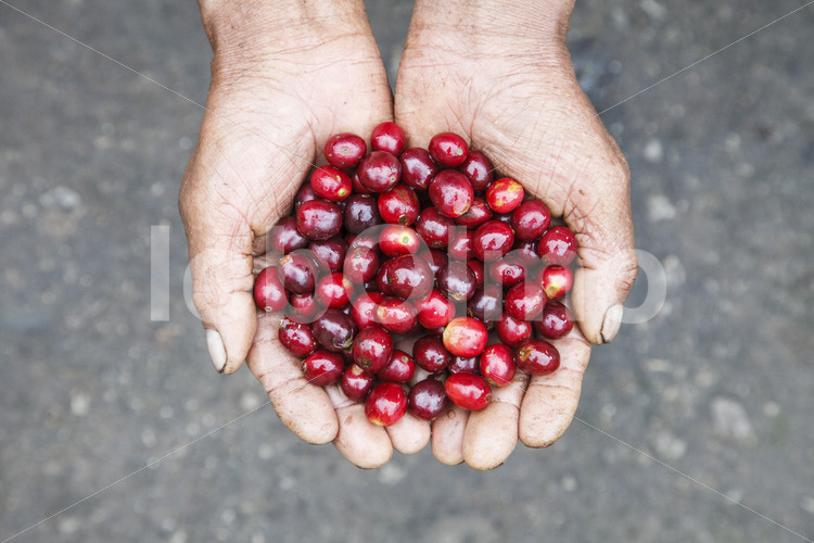 Geerntete Kaffeekirschen (Peru, COCLA) - lobOlmo Fair-Trade-Fotoarchiv