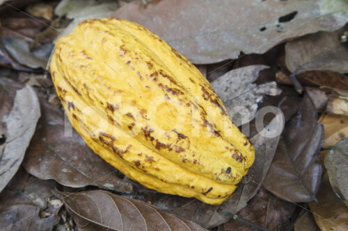 Geerntete Kakaofrucht (Ghana, Kuapa Kokoo) - lobOlmo Fair-Trade-Fotoarchiv