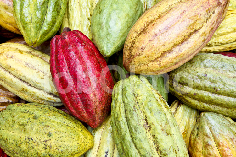 Geerntete Kakaofrüchte (Belize, TCGA) - lobOlmo Fair-Trade-Fotoarchiv
