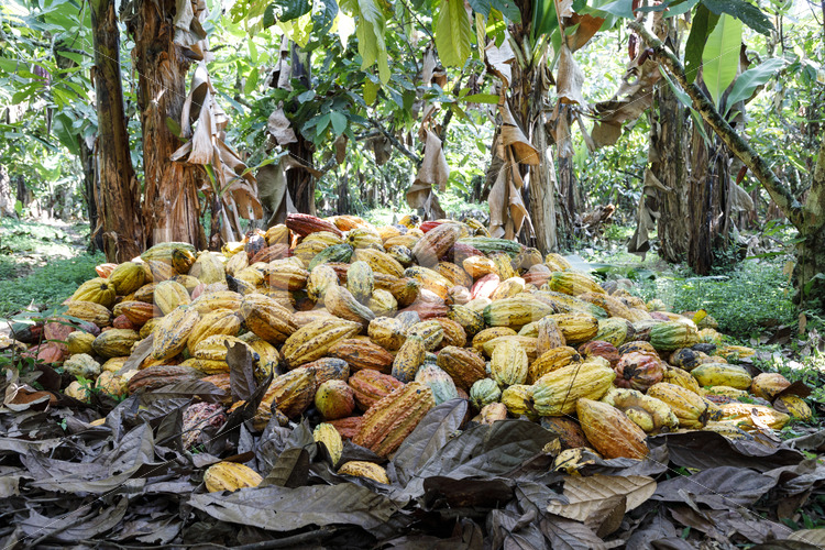 Geerntete Kakaofrüchte (Bolivien, EL CEIBO) - lobOlmo Fair-Trade-Fotoarchiv