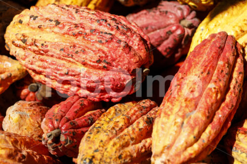 Geerntete Kakaofrüchte (Bolivien, EL CEIBO) - lobOlmo Fair-Trade-Fotoarchiv