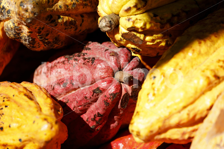 Geerntete Kakaofrüchte (Bolivien, EL CEIBO) - lobOlmo Fair-Trade-Fotoarchiv