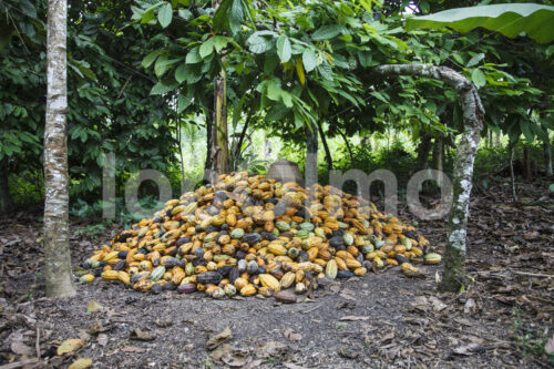Geerntete Kakaofrüchte (Ghana, ABOCFA) - lobOlmo Fair-Trade-Fotoarchiv