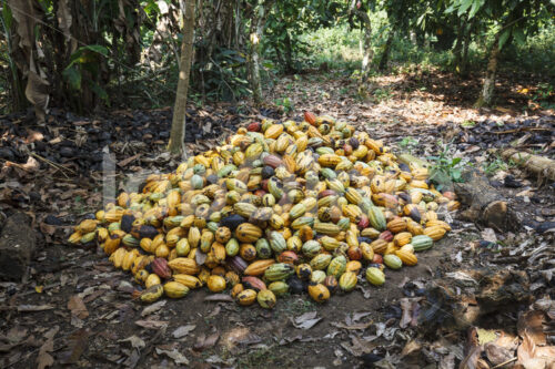 Geerntete Kakaofrüchte (Ghana, Kuapa Kokoo) - lobOlmo Fair-Trade-Fotoarchiv