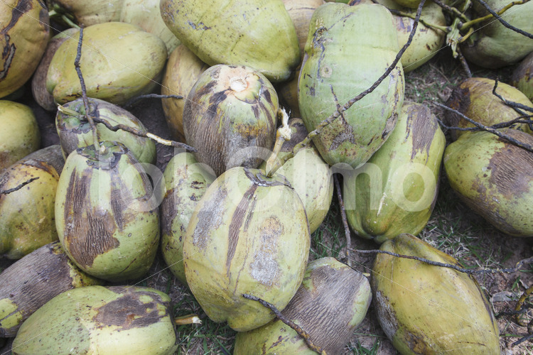 Geerntete Kokosnüsse (Sri Lanka, MOPA/BioFoods) - lobOlmo Fair-Trade-Fotoarchiv