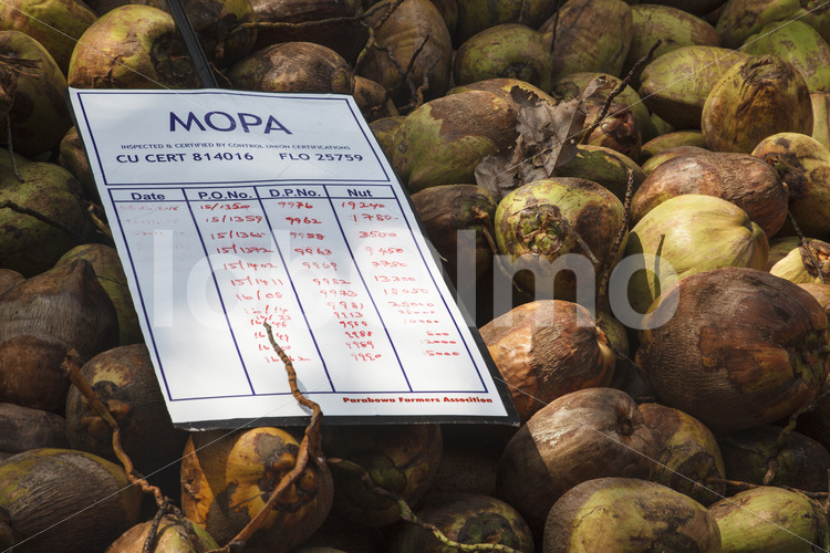 Geerntete Kokosnüsse (Sri Lanka, MOPA/BioFoods) - lobOlmo Fair-Trade-Fotoarchiv