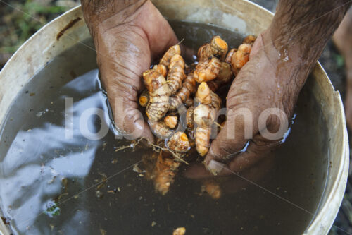 Geerntete Kurkuma-Rhizome (Sri Lanka, PODIE) - lobOlmo Fair-Trade-Fotoarchiv