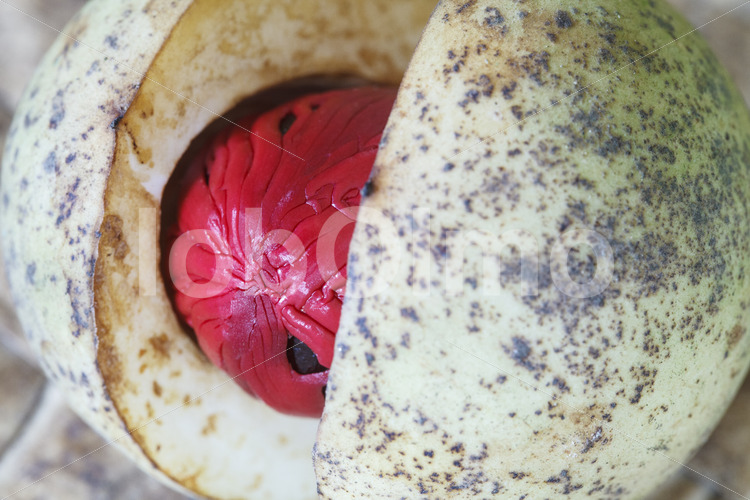 Geerntete Muskatfrucht (Sri Lanka, SOFA/BioFoods) - lobOlmo Fair-Trade-Fotoarchiv