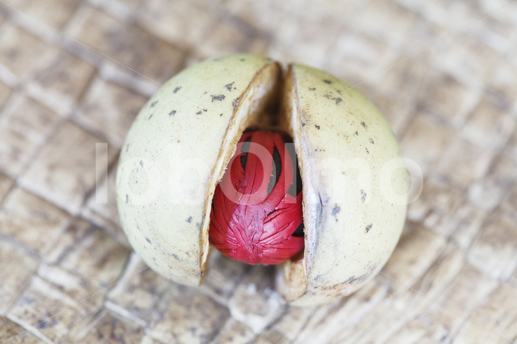 Geerntete Muskatfrucht (Sri Lanka, SOFA/BioFoods) - lobOlmo Fair-Trade-Fotoarchiv