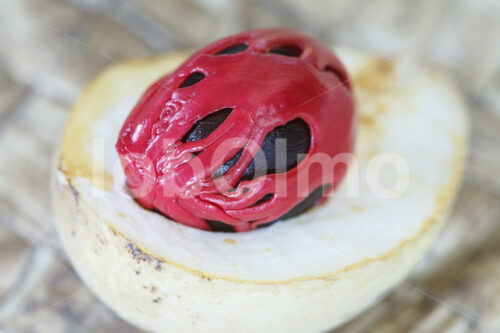 Geerntete Muskatfrucht (Sri Lanka, SOFA/BioFoods) - lobOlmo Fair-Trade-Fotoarchiv