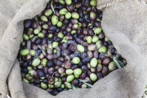 Geerntete Oliven (Palästina, CANAAN) - lobOlmo Fair-Trade-Fotoarchiv