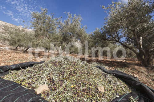 Geerntete Oliven (Palästina, CANAAN) - lobOlmo Fair-Trade-Fotoarchiv