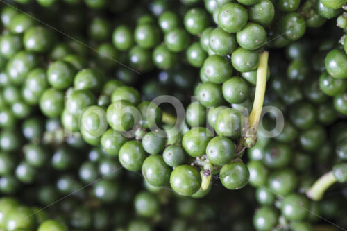 Geerntete Pfefferbeeren (Sri Lanka, PODIE) - lobOlmo Fair-Trade-Fotoarchiv