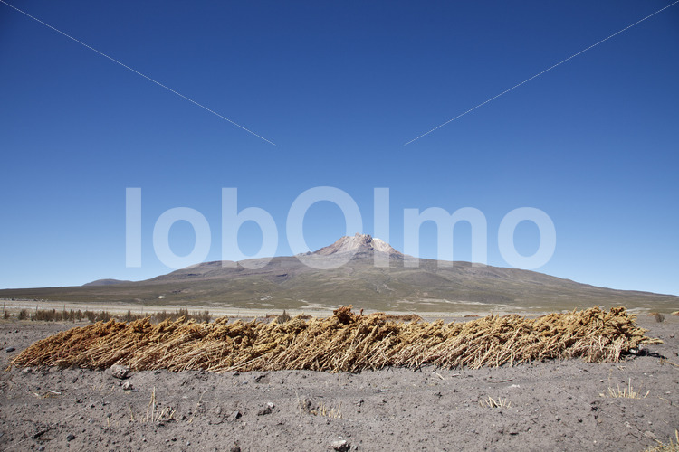 Geerntete Quinoapflanzen (Bolivien, ANAPQUI) - lobOlmo Fair-Trade-Fotoarchiv