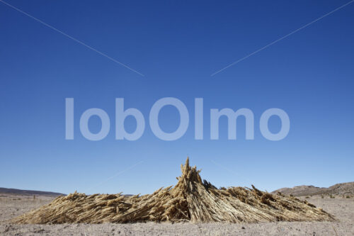 Geerntete Quinoapflanzen (Bolivien, ANAPQUI) - lobOlmo Fair-Trade-Fotoarchiv