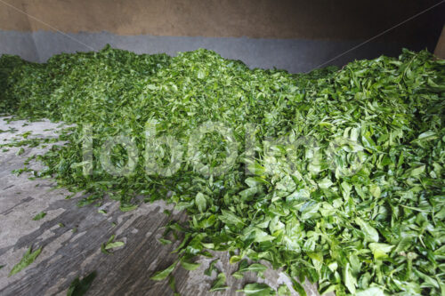 Geerntete Teeblätter (Nepal, KTE) - lobOlmo Fair-Trade-Fotoarchiv