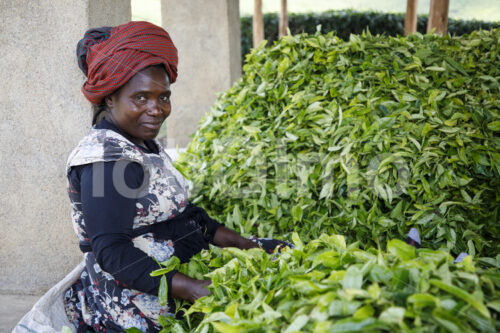 Geerntete Teeblätter (Tansania, RBTC-JE/WATCO) - lobOlmo Fair-Trade-Fotoarchiv