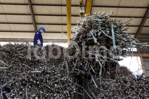 Geerntetes Zuckerrohr (Paraguay, Manduvira) - lobOlmo Fair-Trade-Fotoarchiv