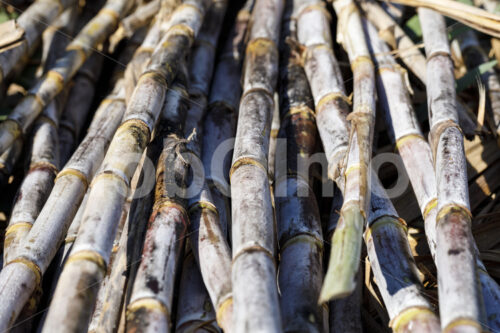 Geerntetes Zuckerrohr (Paraguay, Manduvira) - lobOlmo Fair-Trade-Fotoarchiv