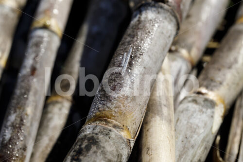 Geerntetes Zuckerrohr (Paraguay, Manduvira) - lobOlmo Fair-Trade-Fotoarchiv