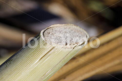 Geerntetes Zuckerrohr (Paraguay, Manduvira) - lobOlmo Fair-Trade-Fotoarchiv