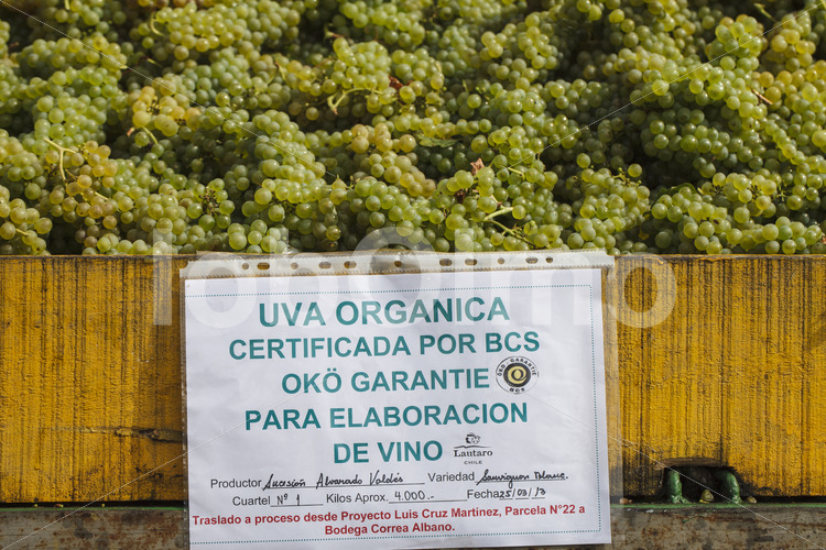 Gelesene Weintrauben (Chile, Vinos Lautaro) - lobOlmo Fair-Trade-Fotoarchiv
