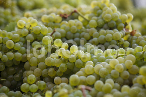 Gelesene Weintrauben (Chile, Vinos Lautaro) - lobOlmo Fair-Trade-Fotoarchiv