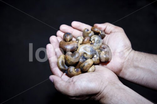 Geröstete Cashews (El Salvador, APRAINORES) - lobOlmo Fair-Trade-Fotoarchiv