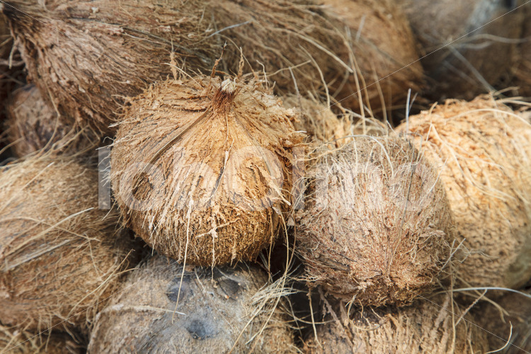 Geschälte Kokosnüsse (Sri Lanka, MOPA/BioFoods) - lobOlmo Fair-Trade-Fotoarchiv